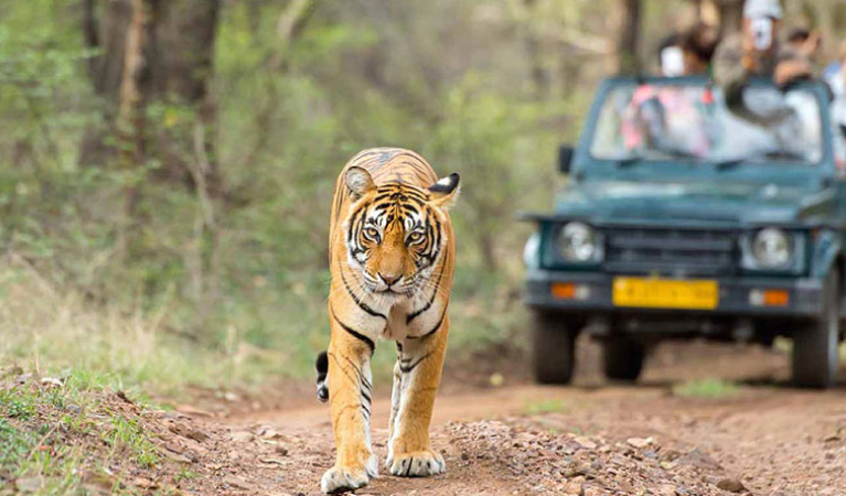 Short Trip to Corbett